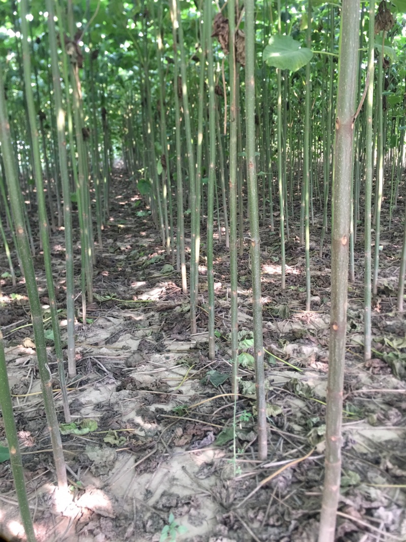 泡桐大量出售