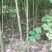泡桐大量出售
