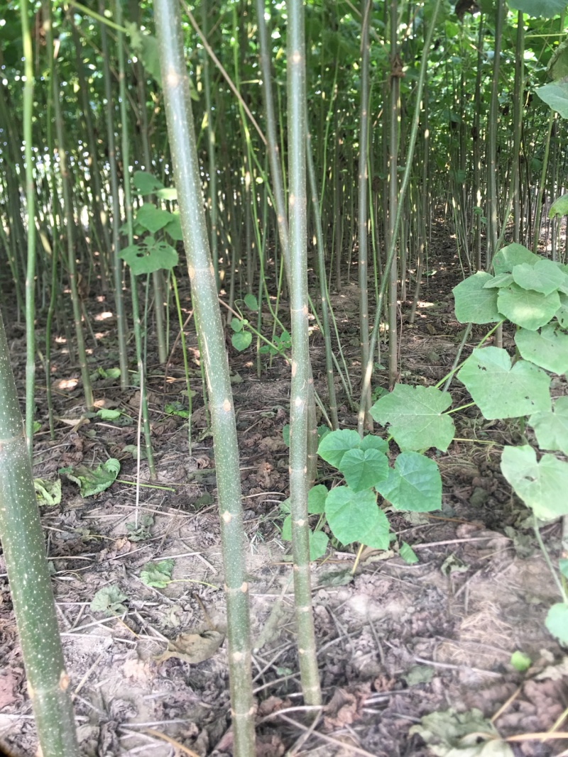 泡桐大量出售