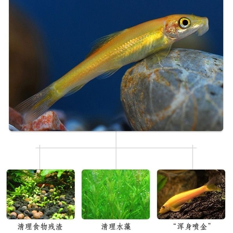 观赏热带鱼活体小型淡水吃屎鱼清道夫工具鱼吃青苔金苔鼠清理