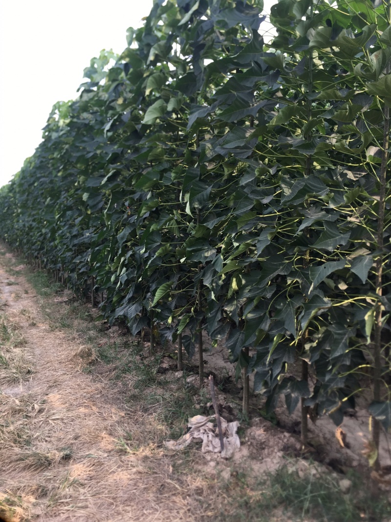 大量出售楸树
