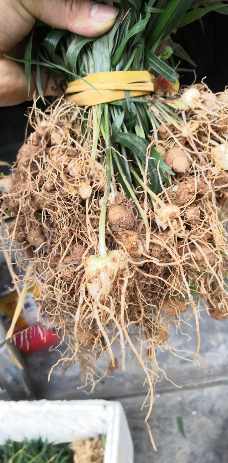 黄精种苗