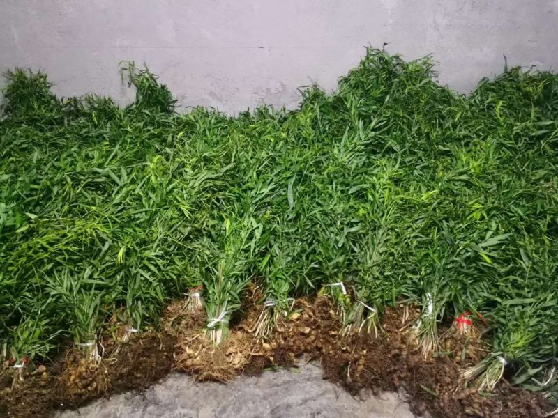 黄精种苗
