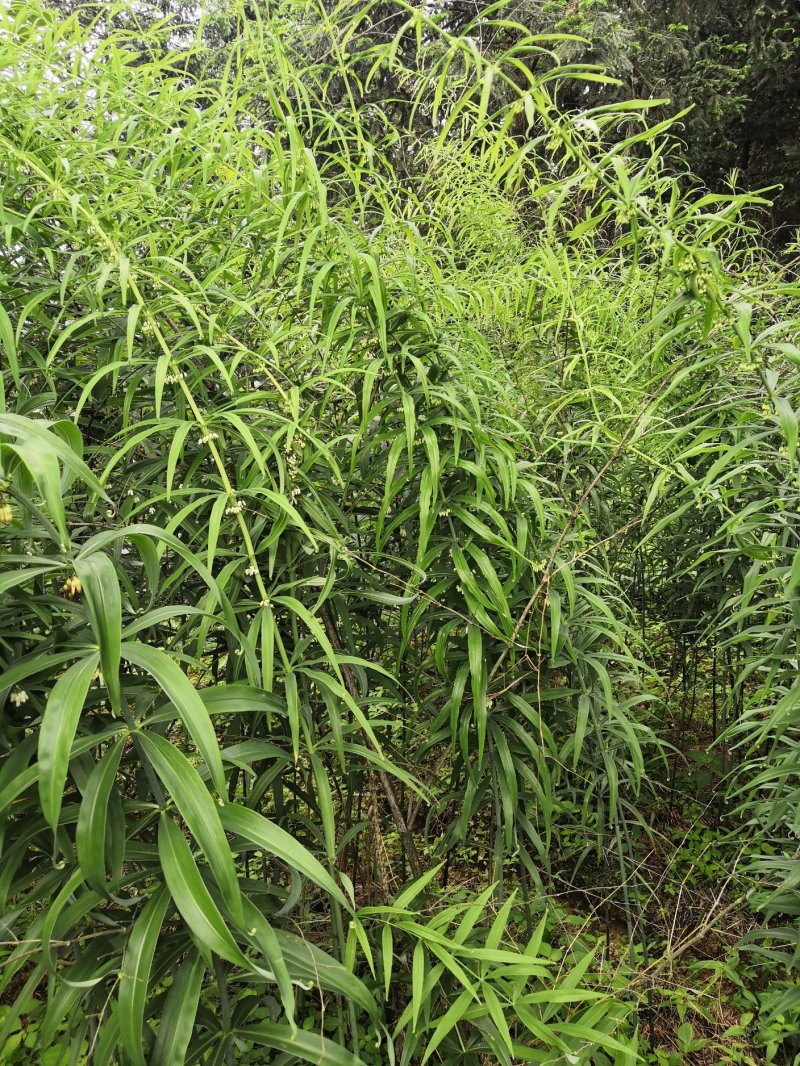 黄精种苗