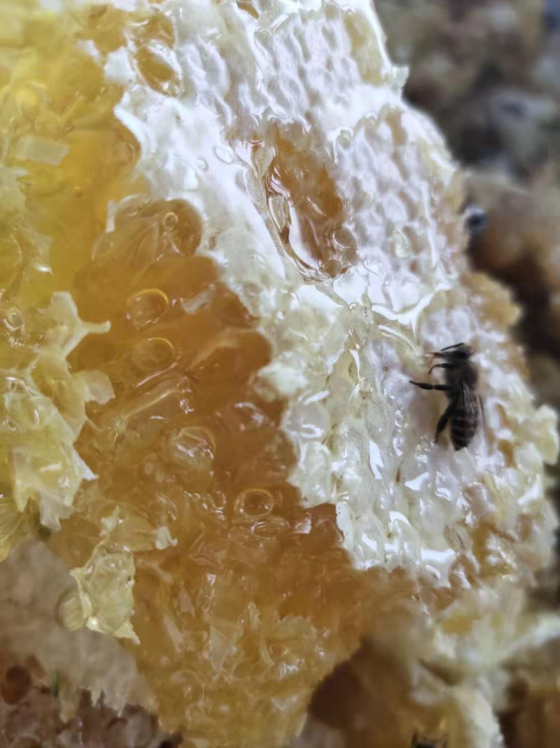 纯天然野生百花蜂蜜