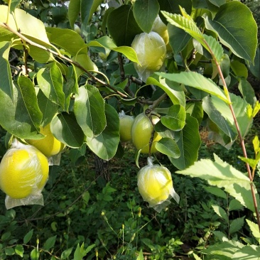 雪花梨