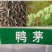 鸭茅种子耐阴耐热耐寒果园草种林间种草牛羊猪兔牧草种