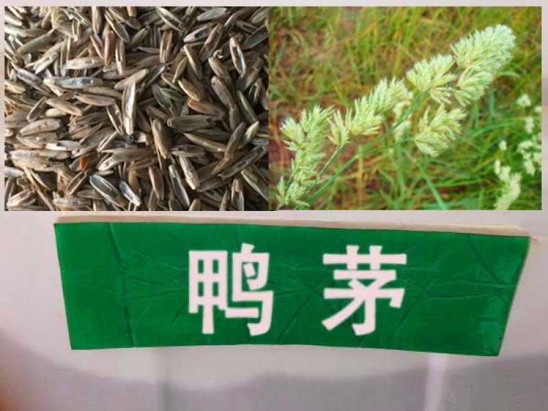 鸭茅种子耐阴耐热耐寒果园草种林间种草牛羊猪兔牧草种