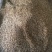 鸭茅种子耐阴耐热耐寒果园草种林间种草牛羊猪兔牧草种