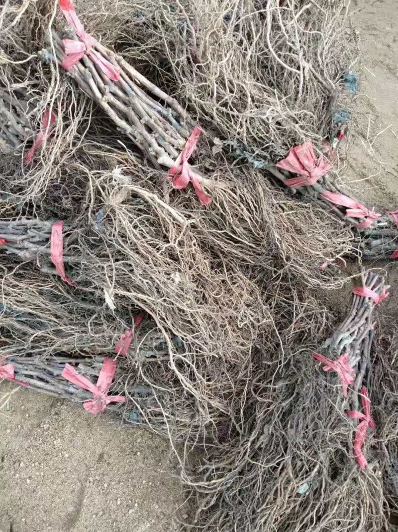 【温克葡萄苗】基地直发保证品质现挖现发包成活包技术