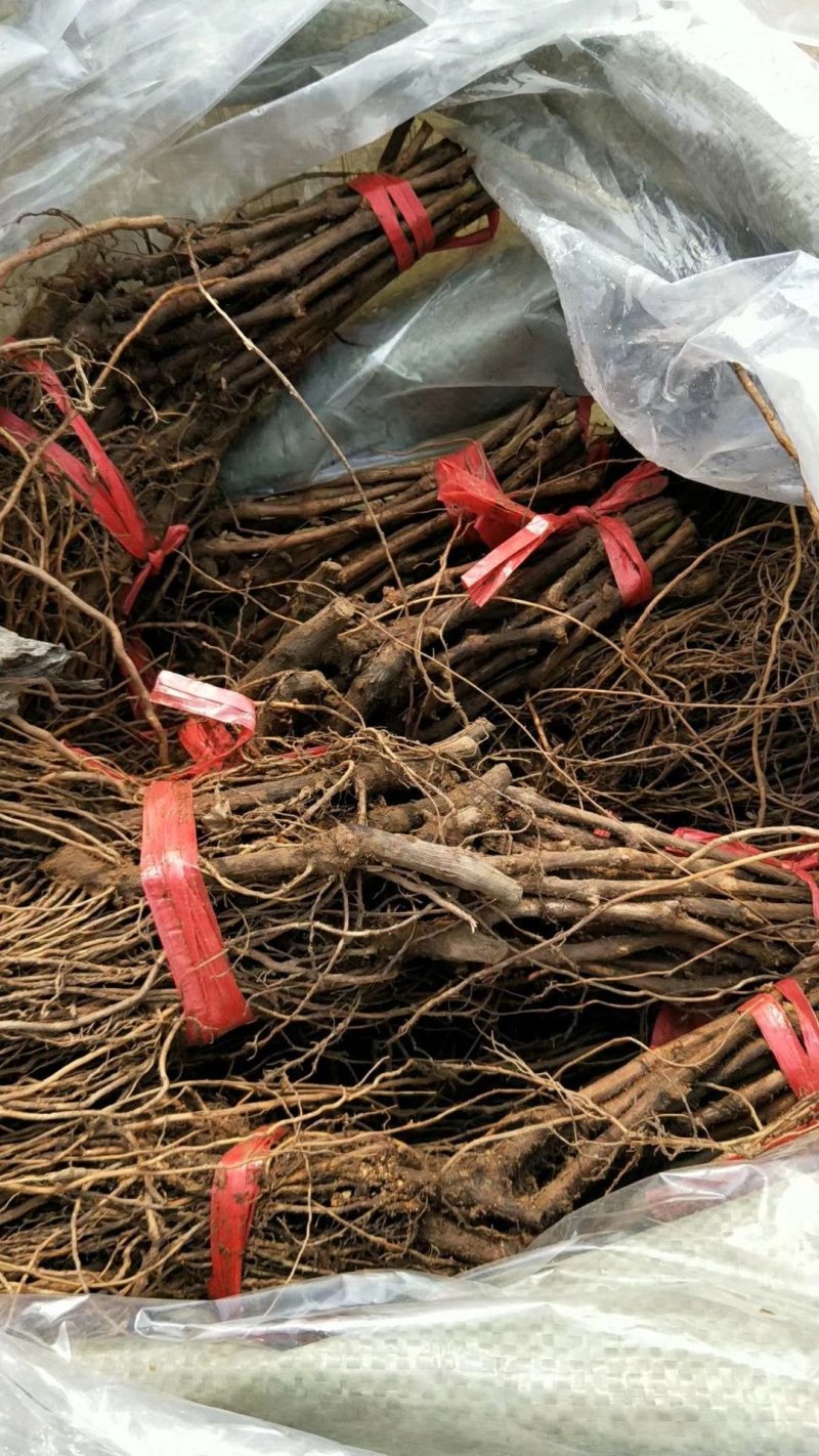 【温克葡萄苗】基地直发保证品质现挖现发包成活包技术