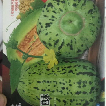 甜瓜种子组合各类好吃的甜瓜种子