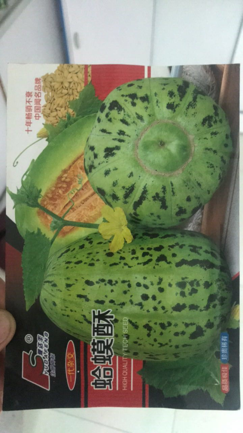 甜瓜种子组合各类好吃的甜瓜种子