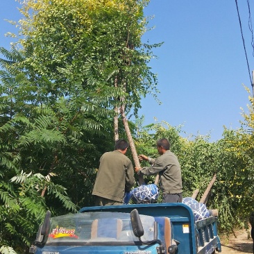 6公分金叶榆价格多少金叶榆基地,河北金叶榆基地