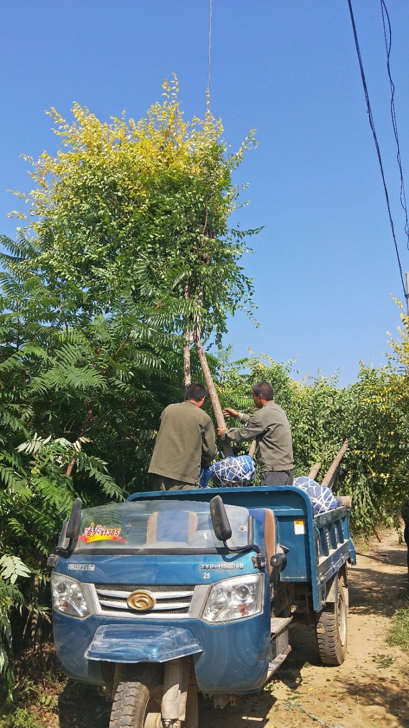 6公分金叶榆价格多少金叶榆基地，河北金叶榆基地