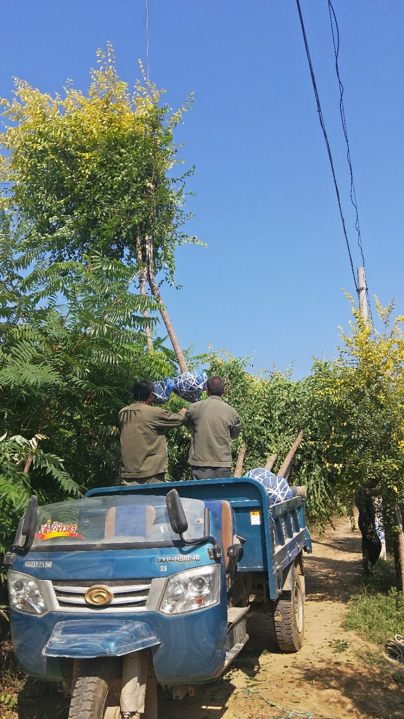 6公分金叶榆价格多少金叶榆基地，河北金叶榆基地