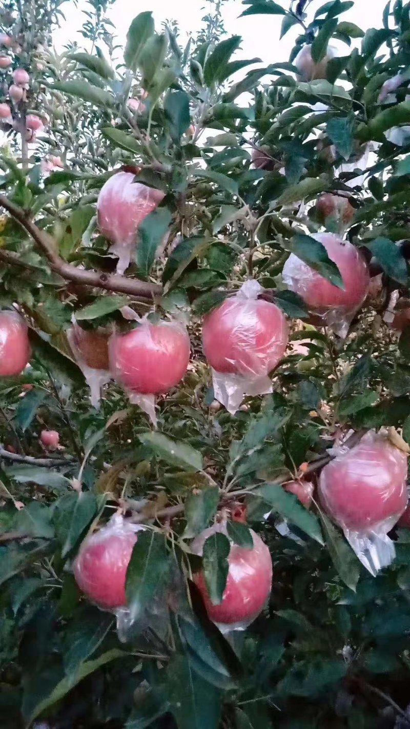花红，中秋王，斗南，果红