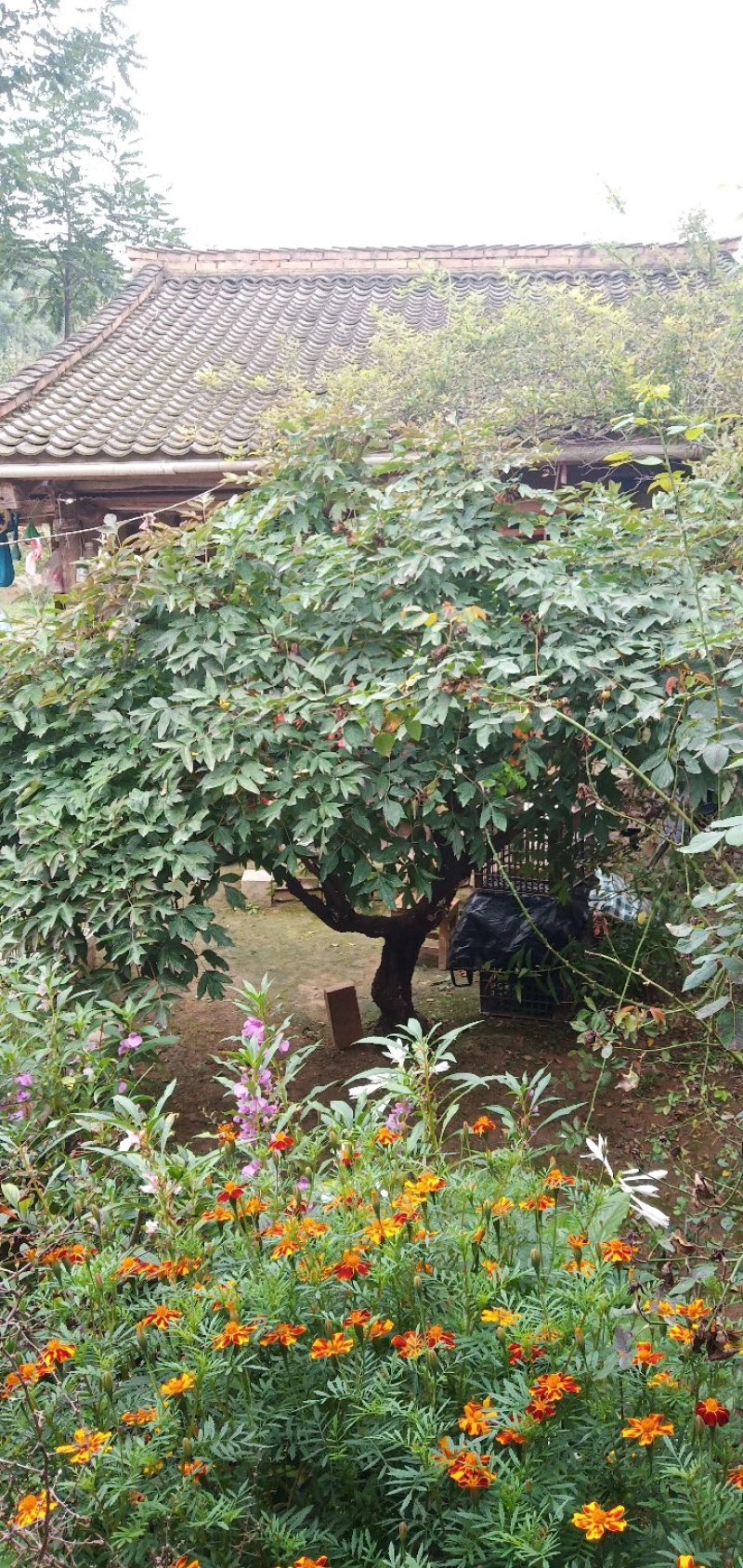 百年大规格紫斑牡丹花开富贵