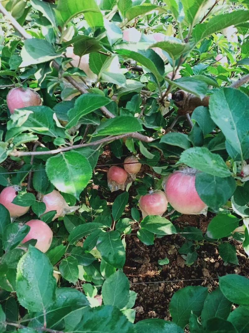 斗南苹果大量供应，果面干净颜色红，鲜果库存果都有！