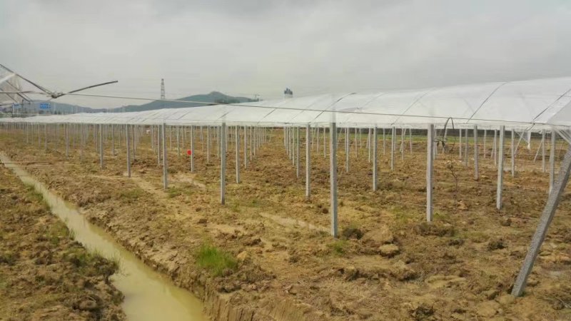 专业搭建无花果架子，西红柿架子，葡萄避雨棚………