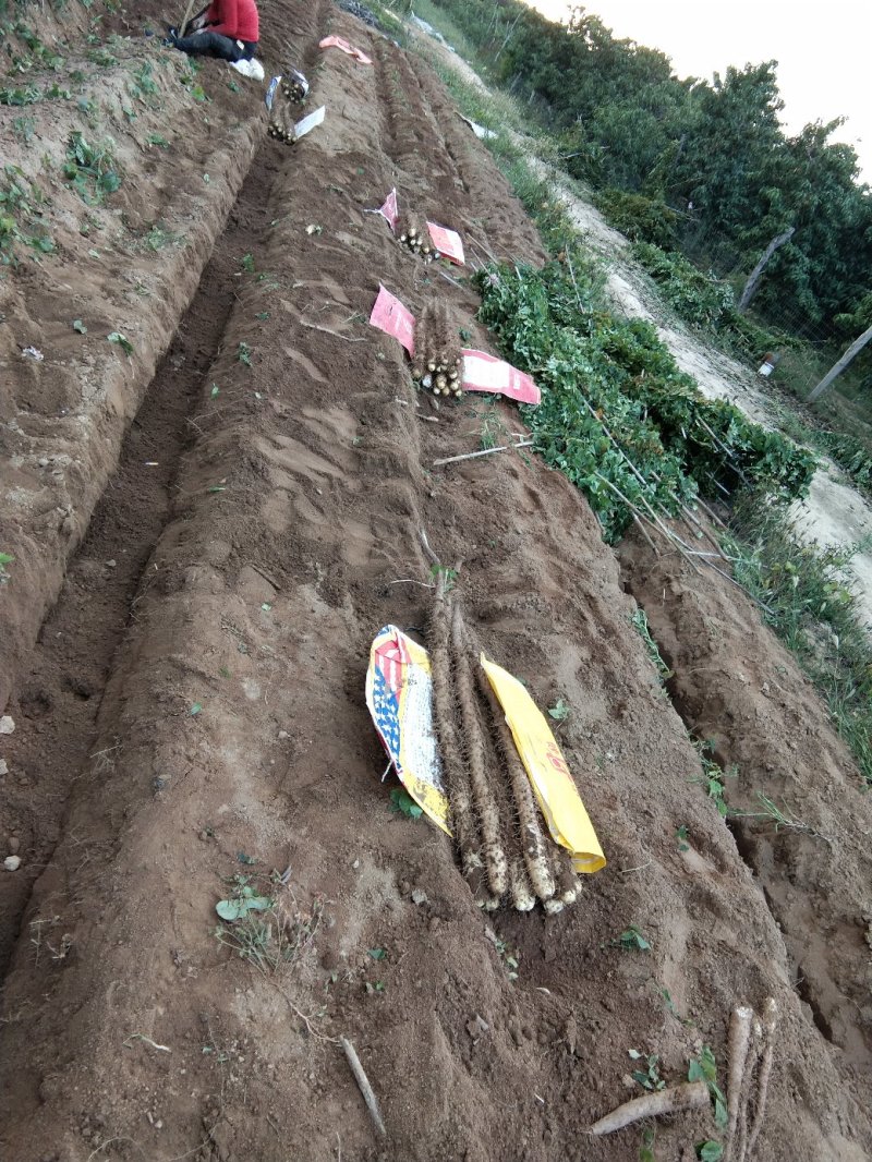 白玉山药产地批发，欢迎新老顾客前来洽谈订货
