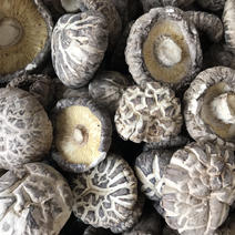 菌床袋栽精选白花菇、茶花菇4-5cm统白花菇500g