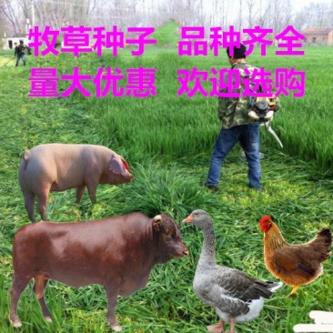 进口牧草种子南方多年生黑麦草种籽北方耐寒紫花苜蓿牧草四季