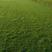 草皮果岭草坪，马尼拉草皮，四季青草皮，百慕大草皮，剪股