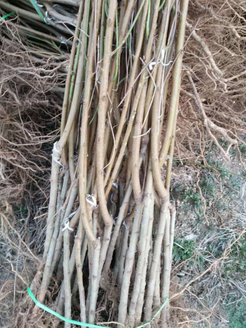 金秋红蜜桃苗，国庆节成熟，香脆甜，含糖20度以上