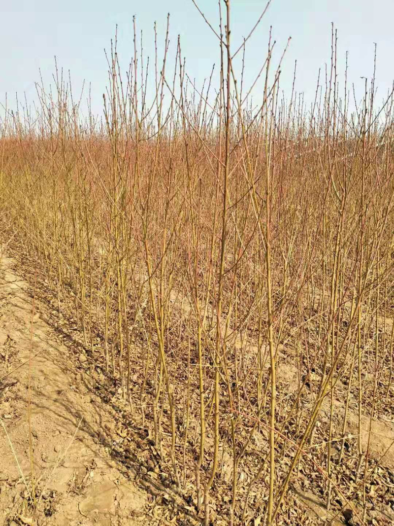 金秋红蜜桃苗，国庆节成熟，香脆甜，含糖20度以上