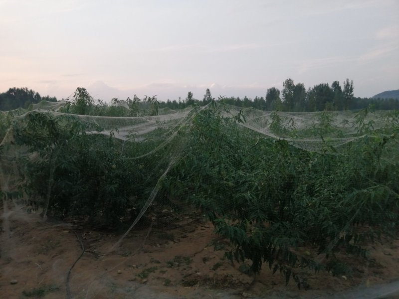映霜红桃