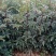 【品质保障】花椒苗大量供应九叶青椒苗，大红袍花椒苗。