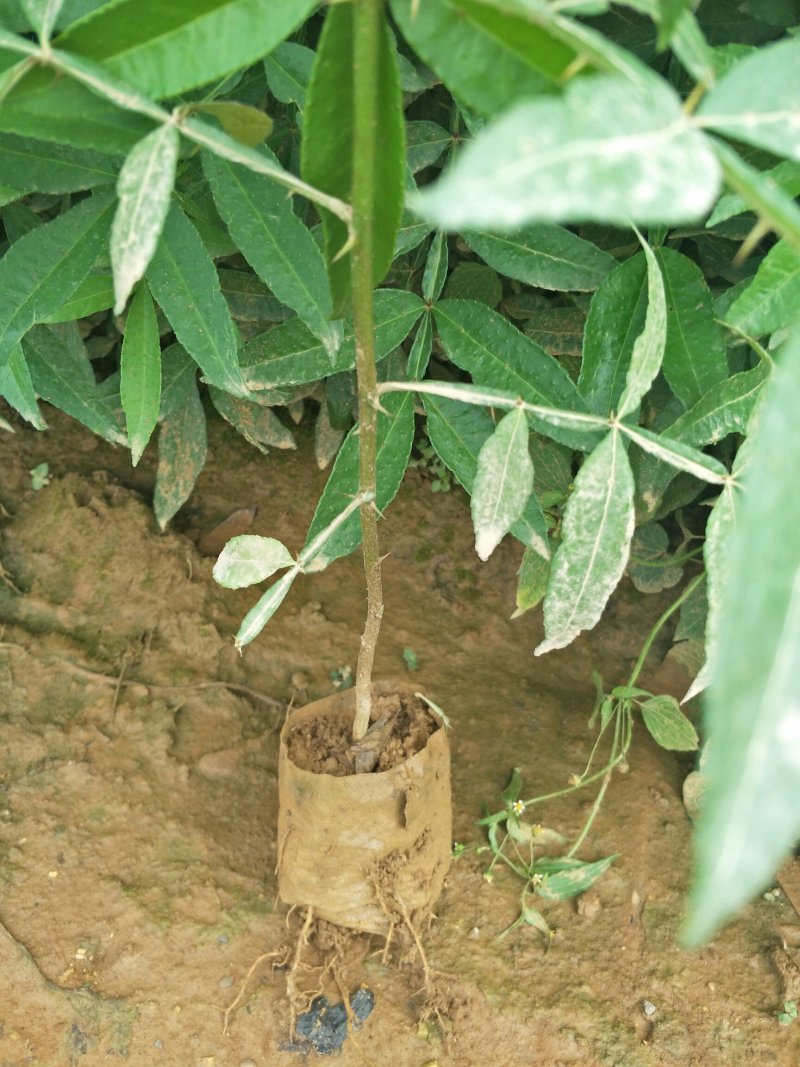 【品质保障】花椒苗大量供应九叶青椒苗，大红袍花椒苗。