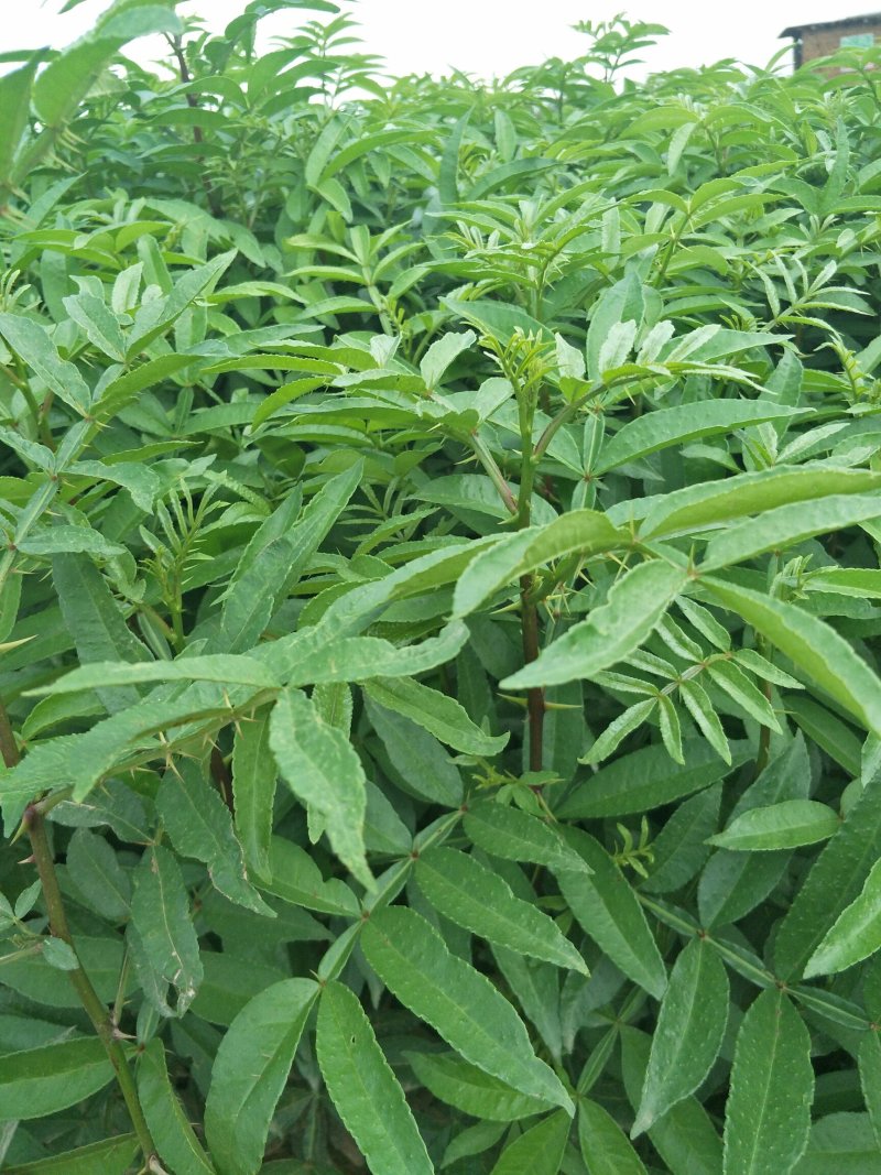 【品质保障】花椒苗大量供应九叶青椒苗，大红袍花椒苗。