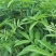 【品质保障】花椒苗大量供应九叶青椒苗，大红袍花椒苗。