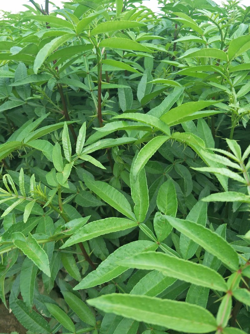 【品质保障】花椒苗大量供应九叶青椒苗，大红袍花椒苗。