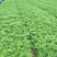 【品质保障】花椒苗大量供应九叶青椒苗，大红袍花椒苗。