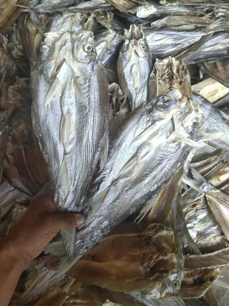 开背翘嘴白鱼干干货开片鱼干大量有货