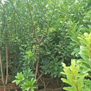 【基地直供】杨梅树苗，大小规格袋苗，品种齐全，品种保证