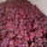 防雨棚《精品红提葡萄》颗粒大，果粉好、全红、货源充足。