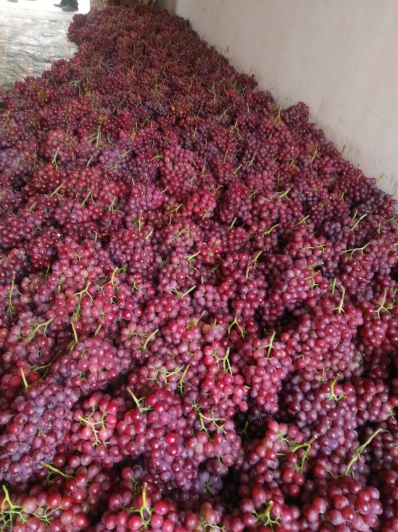 防雨棚《精品红提葡萄》颗粒大，果粉好、全红、货源充足。