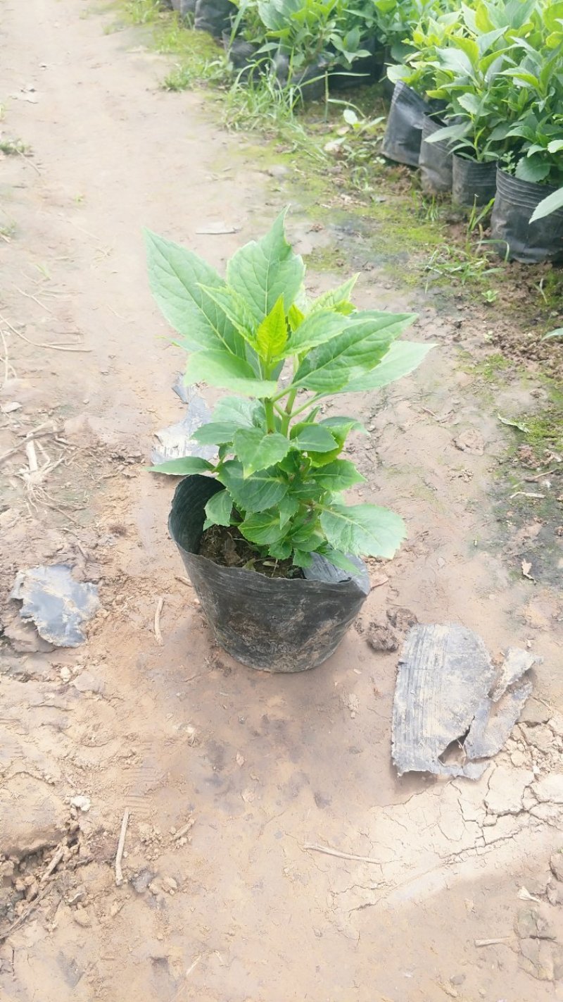 绣球绿化绣球八仙花无尽夏绣球基地直供