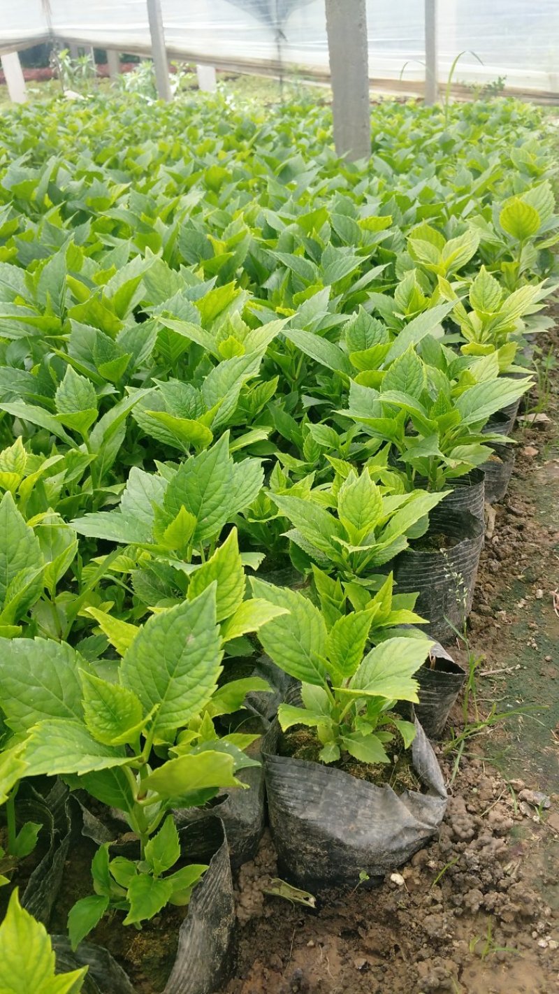 绣球绿化绣球八仙花无尽夏绣球基地直供