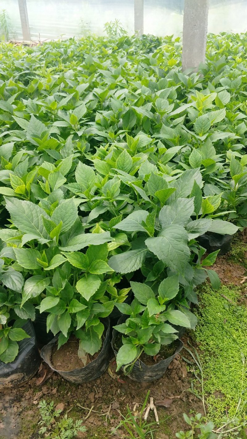 绣球绿化绣球八仙花无尽夏绣球基地直供