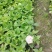 绣球绿化绣球八仙花无尽夏绣球基地直供