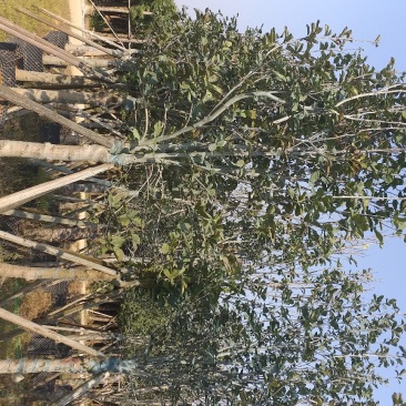 紫玉兰