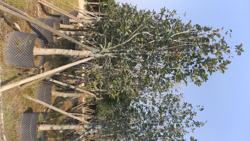 紫玉兰