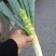 黄心91-12白菜