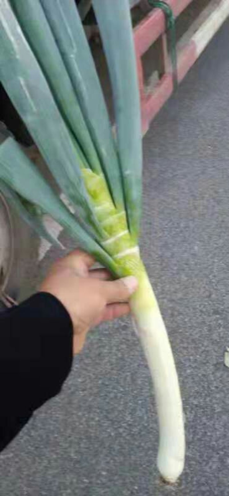 黄心91-12白菜