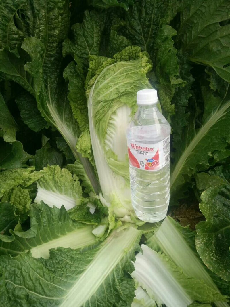 黄心91-12白菜